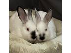 Adopt Jake a Albino or Red-Eyed White Californian rabbit in Westford