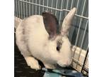 Adopt Finn a White Harlequin rabbit in Westford, MA (41530469)