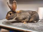 Adopt Casimir a Grey/Silver Flemish Giant / Mixed rabbit in Westford
