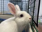 Adopt Kix a White Dwarf rabbit in Westford, MA (41530466)
