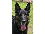 Adopt INDY a Black German Shepherd Dog / Mixed dog in Punta Gorda, FL (41494759)