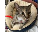 Adopt Torrey a Brown Tabby Domestic Shorthair / Mixed cat in Aurora