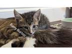 Adopt Barry Burton a Brown Tabby Domestic Shorthair / Mixed (short coat) cat in