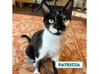 Adopt Patricia a Black & White or Tuxedo Domestic Shorthair / Mixed (short coat)