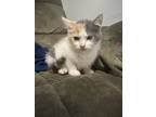 Adopt Marie (A139661) a White Domestic Mediumhair (long coat) cat in SALISBURY
