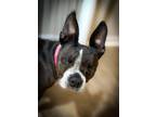 Adopt Peanut Piper3721GA a Black - with White Boston Terrier / Rat Terrier dog
