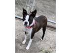 Adopt Shelby Rae KY3911 a Brindle - with White Boston Terrier / Mixed dog in