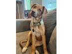 Adopt Susan a Tan/Yellow/Fawn Mixed Breed (Medium) / Mixed dog in Leverett
