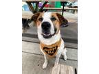 Adopt Dianne a White - with Tan, Yellow or Fawn Mixed Breed (Medium) dog in