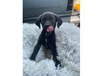 Adopt Julie a Black Mixed Breed (Medium) dog in Leverett, MA (41530349)