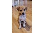 Adopt Calli a Labrador Retriever / Hound (Unknown Type) dog in Gillsville