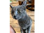 Adopt Tabitha a Gray or Blue Chartreux cat in Wilmington, NC (41530334)