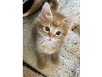 Adopt Sprinkles a Orange or Red Tabby Domestic Longhair (long coat) cat in