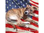 Adopt Pebbles a Brindle American Staffordshire Terrier dog in Sumter