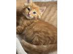 Adopt Gus a Orange or Red Domestic Longhair cat in Tampa, FL (41550909)
