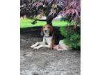 Adopt Logan a Beagle dog in Valley Stream, NY (41550905)