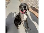 Adopt Laverne a Great Dane / Mixed dog in Vail, AZ (41550902)