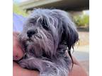 Adopt Shirley a Gray/Blue/Silver/Salt & Pepper Shih Tzu / Mixed dog in Vail