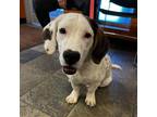 Adopt Dalia a White Basset Hound dog in Vail, AZ (41550900)