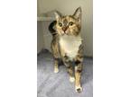 Adopt Rose a Domestic Shorthair / Mixed (short coat) cat in Rochester