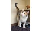 Adopt Ember a White (Mostly) Domestic Shorthair / Mixed (short coat) cat in