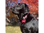 Adopt Lady 050724 a Black Labrador Retriever / Mixed dog in Louisville