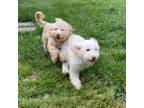 Adopt Chanel and Coco a White Goldendoodle / Mixed dog in Louisville