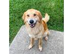 Adopt Ollie a Brown/Chocolate - with White Golden Retriever dog in Louisville