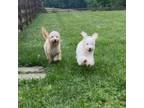 Adopt Coco and Chanel a White Goldendoodle / Mixed dog in Louisville
