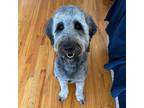 Adopt Coco a Gray/Silver/Salt & Pepper - with Black Goldendoodle dog in
