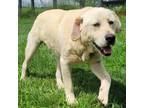 Adopt Carson a White Great Pyrenees dog in Louisville, KY (41530572)