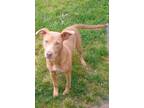 Adopt Star a Mixed Breed (Medium) / Vizsla dog in Norristown, PA (41551021)