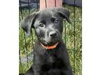 Adopt Fergus a Black Labrador Retriever dog in Raleigh, NC (41530551)