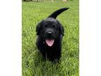 Adopt Evie a Black Labrador Retriever dog in Raleigh, NC (41530545)