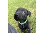 Adopt Fen a Black Labrador Retriever dog in Raleigh, NC (41530544)