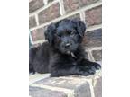 Adopt Ettie a Black - with White Labrador Retriever dog in Raleigh