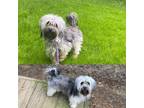 Adopt Sweet Pea a Black - with Gray or Silver Havanese dog in Elkhart