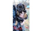Adopt Champ a Black Rottweiler / Shepherd (Unknown Type) dog in Airdrie