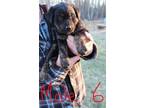 Adopt Rip a Black Rottweiler / Shepherd (Unknown Type) dog in Airdrie