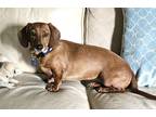 Adopt Lucy 2024 a Dachshund / Mixed dog in Greensboro, NC (41551016)