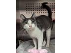 Adopt Trina a Gray or Blue (Mostly) Domestic Shorthair cat in Parker