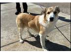 Adopt Pearle a Tan/Yellow/Fawn - with White Collie / Labrador Retriever dog in