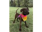 Adopt Venus a Black Patterdale Terrier (Fell Terrier) dog in Langley