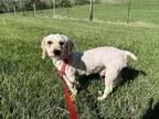 Adopt Marley a Miniature Poodle / Mixed dog in Waterloo, IL (41530502)