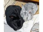 Adopt Byrd (Bonded to Wynd) a Black Chinchilla, Standard (short coat) rabbit in