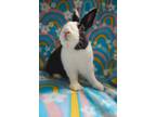 Adopt Trevor a Black Dutch / Mixed (short coat) rabbit in Williston