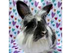 Adopt Dakari a White Lionhead / Mixed (long coat) rabbit in Williston