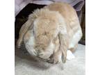Adopt Rollie a Blond/Golden Mini Lop / Mixed (short coat) rabbit in Williston