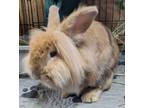 Adopt Pretty Boy Floyd a Blond/Golden Lionhead / Mixed (long coat) rabbit in