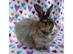 Adopt Kobe a Agouti Angora, French (long coat) rabbit in Williston